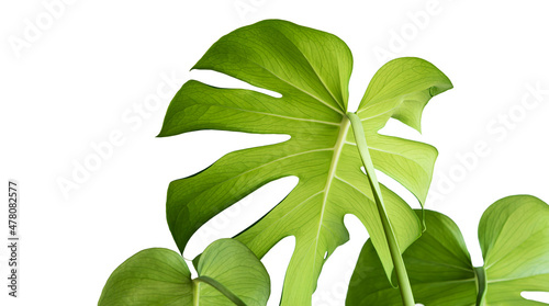 tropical green fresh leaves real monstera horizontal white background with copy space , Monstera Plant Isolated on White Background