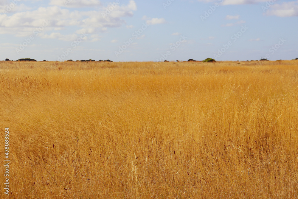 Obraz premium golden field