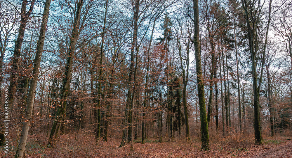 Trees with fallen leaves inside Bamboesch forest in Strassen Luxembourg at sunset Trees with fallen leaves inside Bamboesch forest in Strassen Luxembourg at sunset
