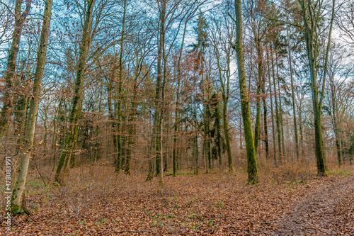 Trees with fallen leaves inside Bamboesch forest in Strassen Luxembourg