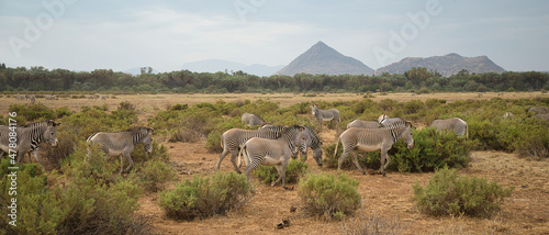 Fotografie Grévy's zebras, Equus grevyi, in the Samburu National Reserve in Kenya