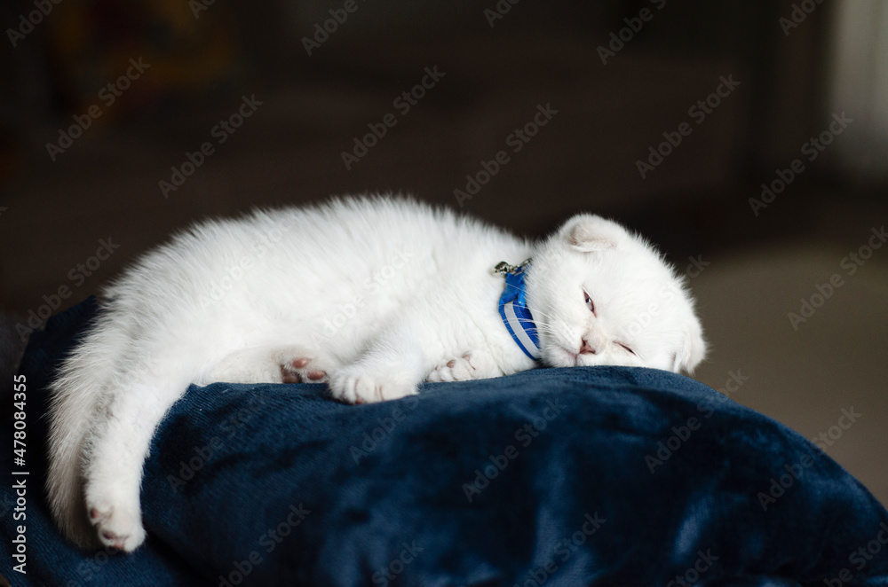 white kitten scottish fold lies white kitten scottish fold lies
