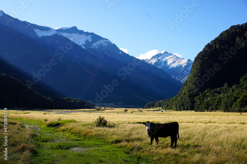 cows in the mountains