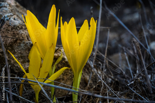 yellow crocus flower