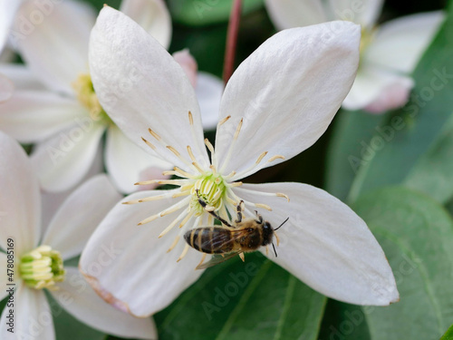bee & white flower