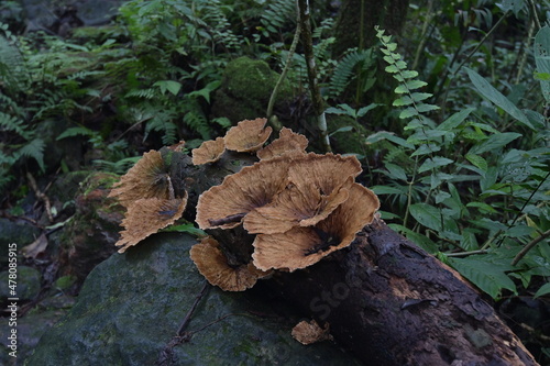 Mushroom in tropical rain forest growing as a saprophyte photo