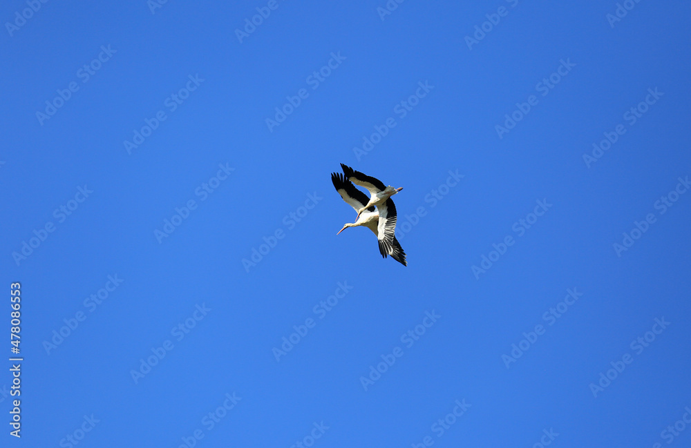 Fototapeta premium storks flying