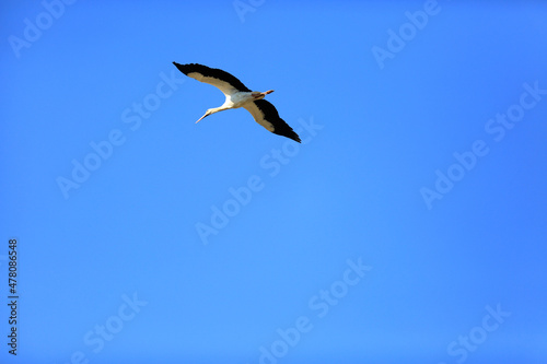 storks flying