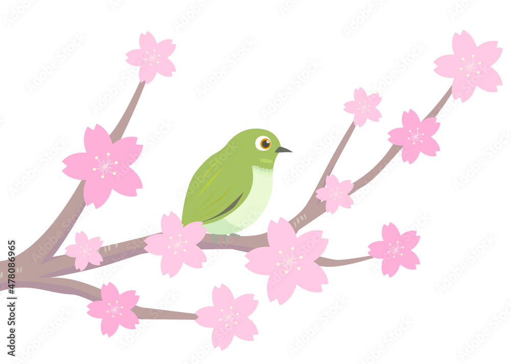 Obraz premium 桜に止まるメジロ