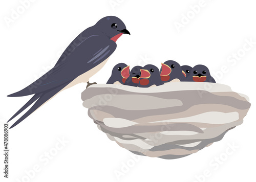 ツバメのベクターイラスト