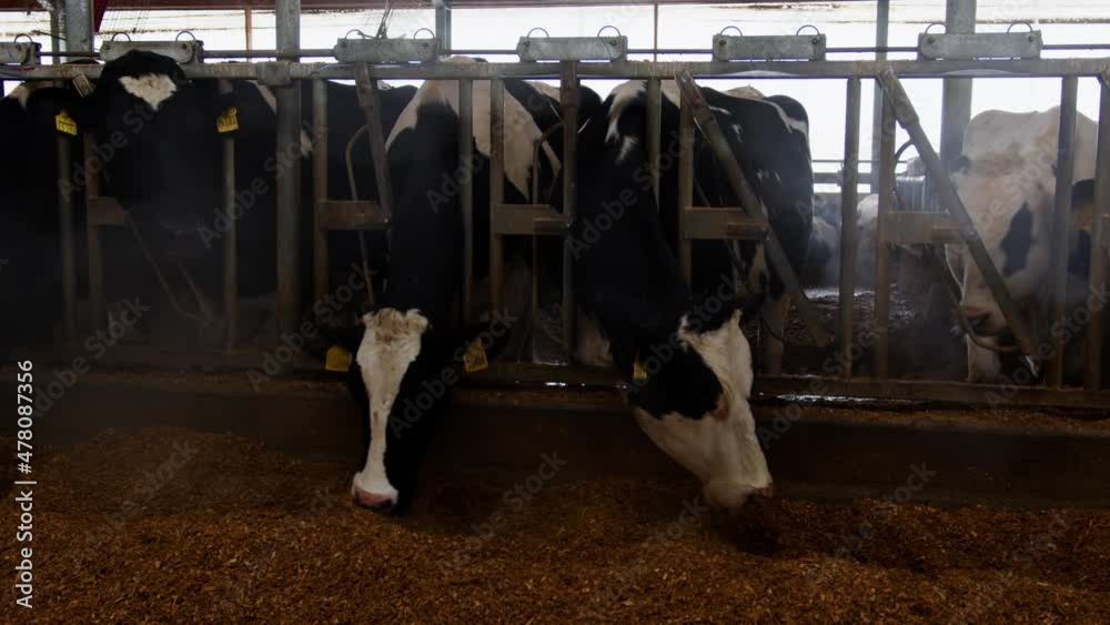 Cows eating oats in barn. Herd of cows with tags on ears standing in