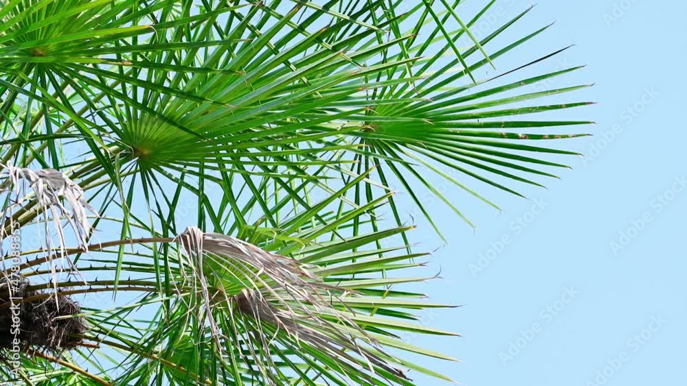Background of tropical palm leaves swaying in the breeze with patterns forming from their shape and the way sunlight and shadow is falling on the leaves.
Background of tropical palm leaves swaying in the breeze with patterns forming from their shape and the way sunlight and shadow is falling on the leaves.