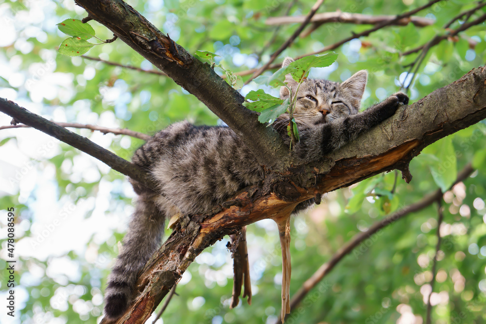 Fluffy funny kitten resting on tree branch squinting under sun rays. Summer vacation, relax concept Fluffy funny kitten resting on tree branch squinting under sun rays. Summer vacation, relax concept