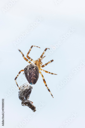 Cross spider (Araneus sturmi) carries dead insect entangled in web. Spider with prey after successful hunt
