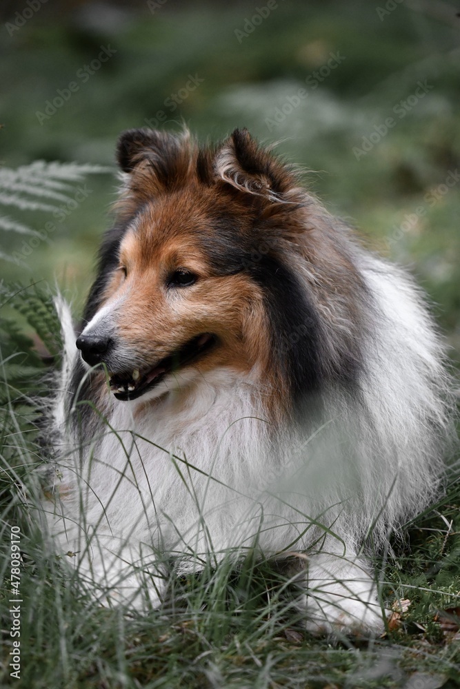 Portrait of a Sheltie Shetland Sheepdog dog
