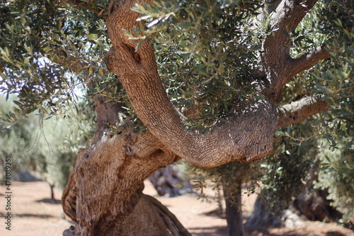 olive tree trunk © Carlo