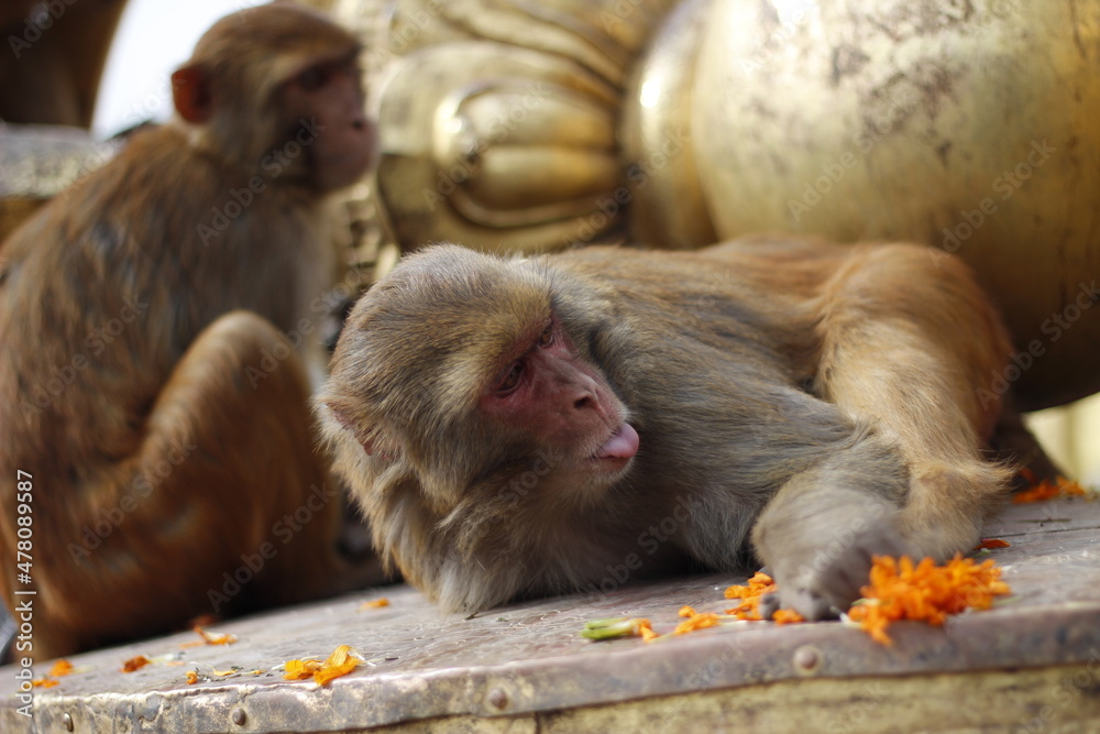 Fototapeta premium monkey playing with flowers