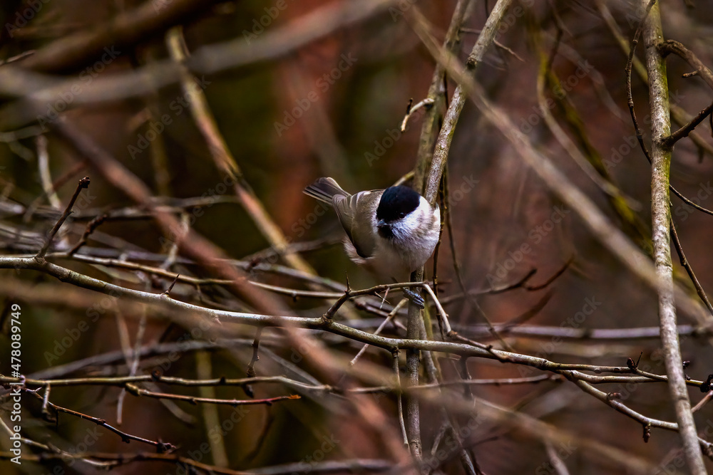 Grey tit (Melaniparus afer) perched on a twig Grey tit (Melaniparus afer) perched on a twig