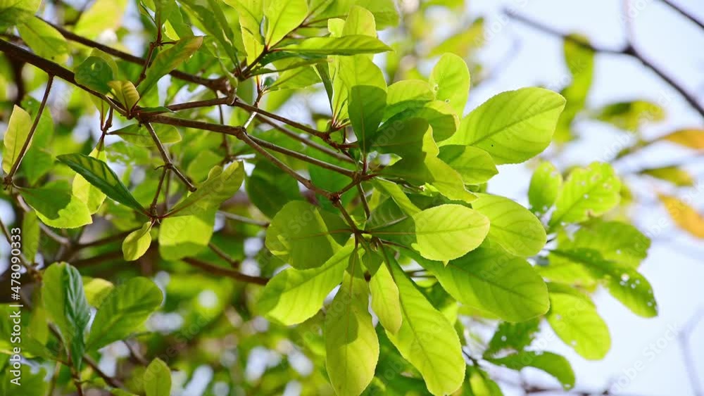 Background of tropical tree leaves swaying in the breeze with patterns forming from their shape and the way sunlight and shadow is falling on the leaves.
Background of tropical tree leaves swaying in the breeze with patterns forming from their shape and the way sunlight and shadow is falling on the leaves.