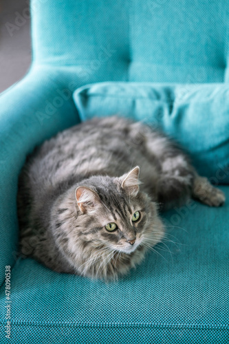 tabby cat lying in armchair