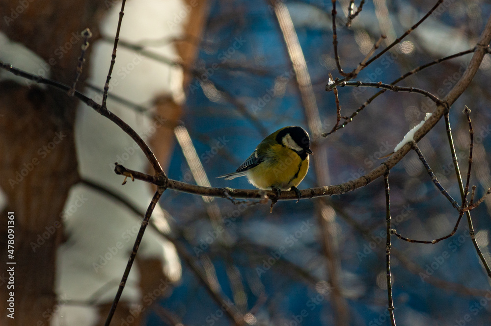 A tit on a branch on a frosty January day! A tit on a branch on a frosty January day!