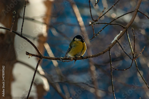 A tit on a branch on a frosty January day!