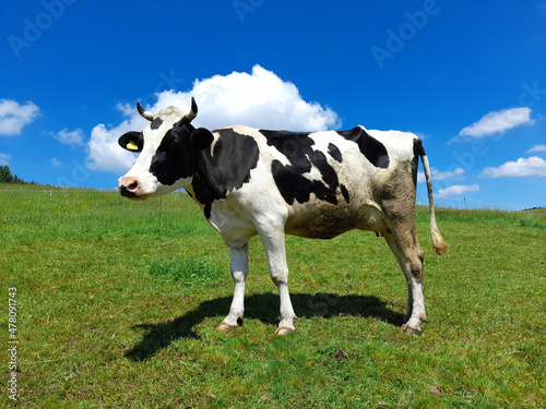 Kuh auf der Wiese