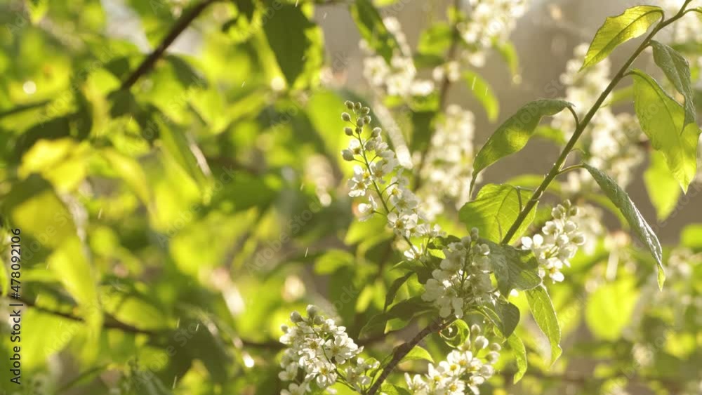 Bird cherry tree, Prunus padus blooming during a heavy rainfall on a spring evening in Estonia. Bird cherry tree, Prunus padus blooming during a heavy rainfall on a spring evening in Estonia.