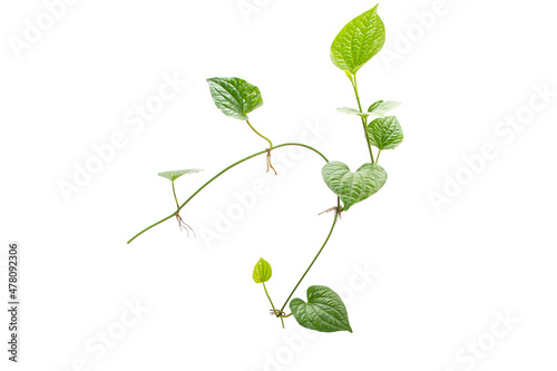 Green betel leaf isolated on the white background
