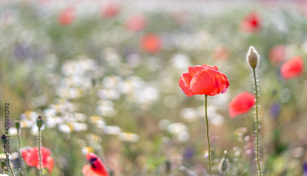 Obraz premium Wild flowers, poppy among wild flowers, field of flowers, nature, bud