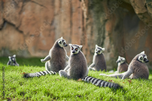 Lemurs sunbathing at Valencia's bioparc photo