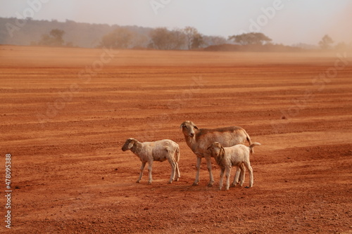sheeps in the field
