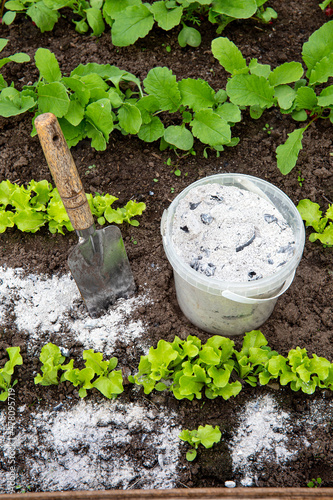 Tablou pe pânză Sprinkling wood burn ash from small garden shovel between lettuce herbs for non-toxic organic insect repellent on salad in vegetable garden, dehydrating insects