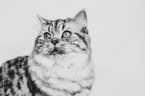  Cute Persian cat sitting black and white portrait