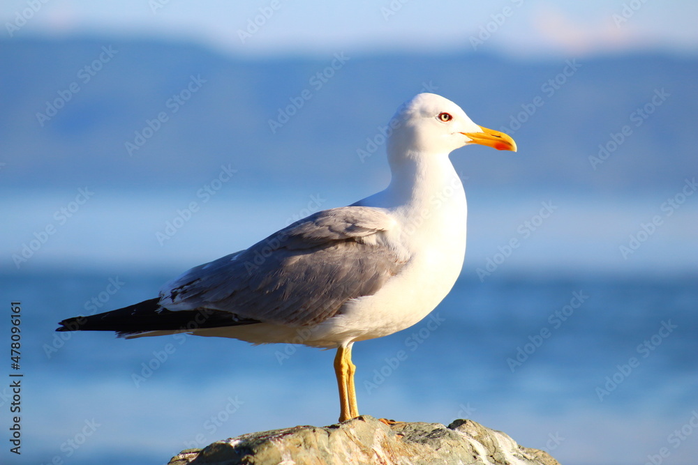 Fototapeta premium seagull on the beach