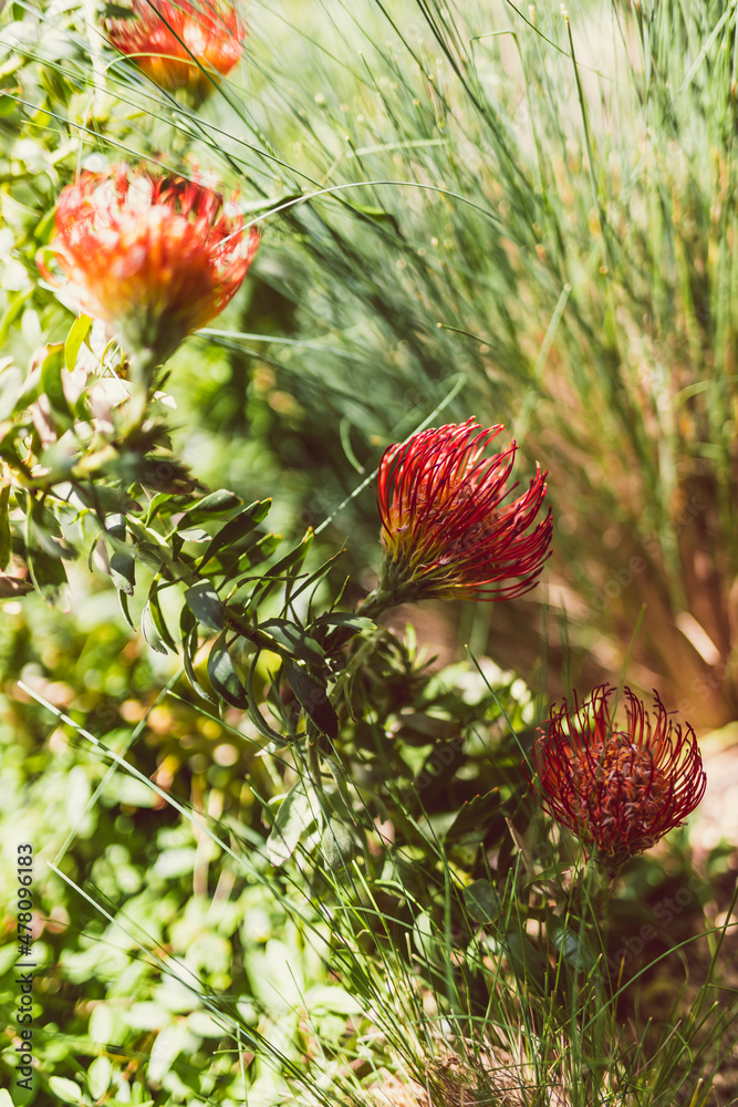 close-up of red Australian protea flower surrounded by tropical plants outdoor shot at shallow depth of field close-up of red Australian protea flower surrounded by tropical plants outdoor shot at shallow depth of field