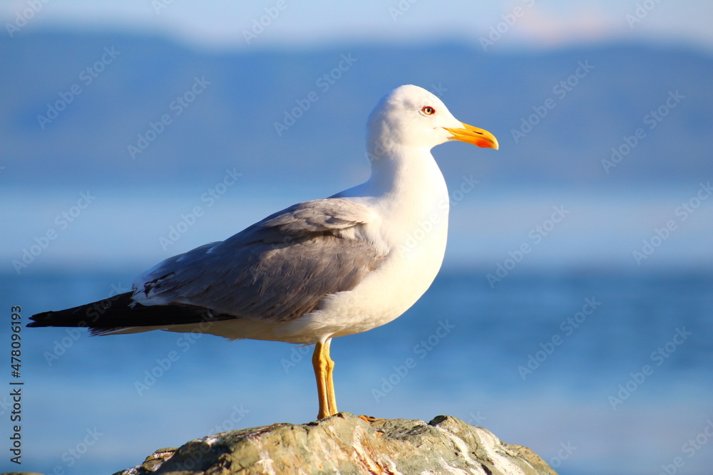 seagull on the rock seagull on the rock