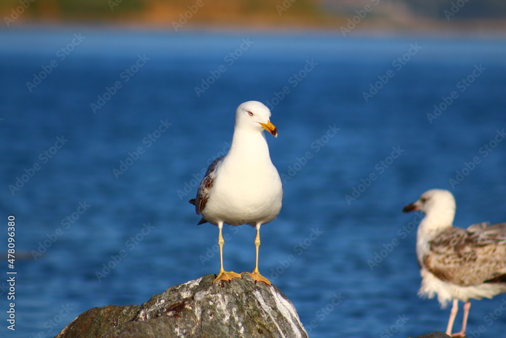 Obraz premium seagull on the rocks