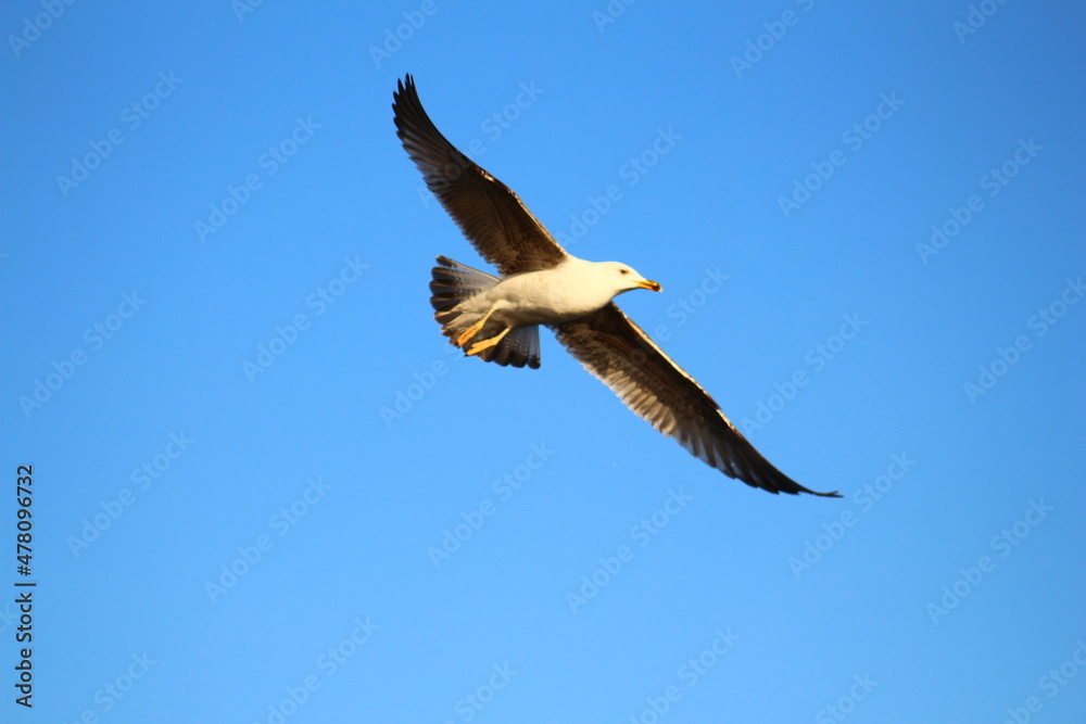 Obraz premium vulture in flight
