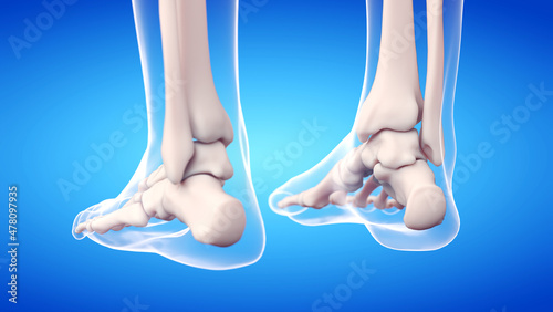 Foto 3d rendered medically accurate illustration of the skeletal feet