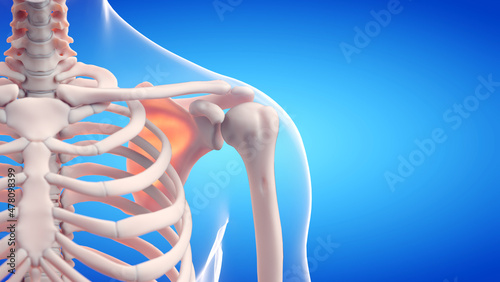 3d rendered medically accurate illustration of the shoulder bones photo