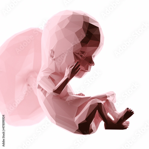 3d rendered illustration of an abstract human fetus - week 12 photo