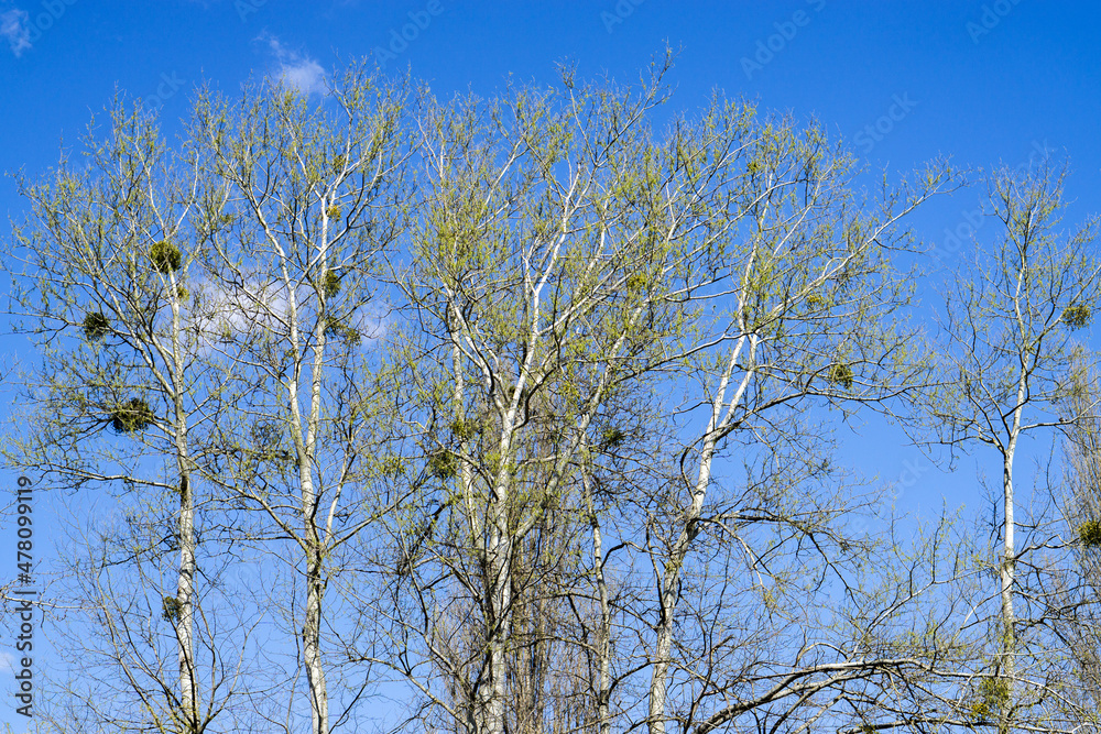 Spring tree on a background of blue sky. Spring tree on a background of blue sky.