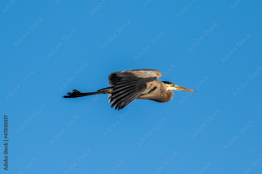 Fototapeta premium blue heron in flight