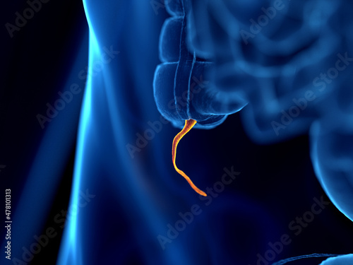 3d rendered illustration of the human appendix photo