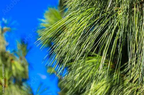 Long  thin green spiny needles on a spruce branch against a clear blue sky at sunny summer  spring day. Tropical  subtropical coniferous forest. New Year s Tree. Place for text. Natural background.