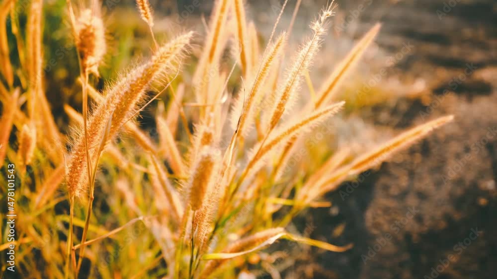 Grass flowers on the side of the road with morning sunshine