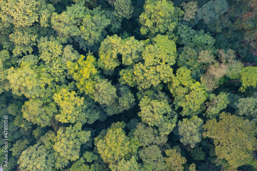 Aerial top view of lush green trees from above in tropical forest in national park and mountain or hill in summer season. Natural landscape. Pattern texture background. © tampatra