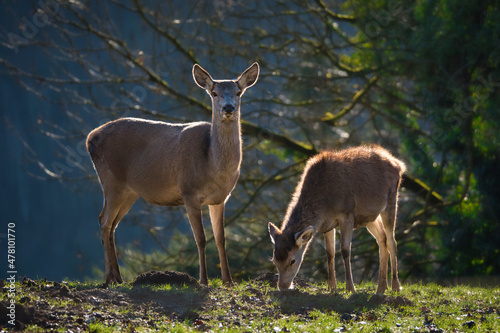 Mother and deer calf grazing together