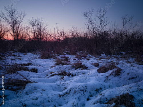 Winter landscape, dry high grass in snow at dusk © slobodan